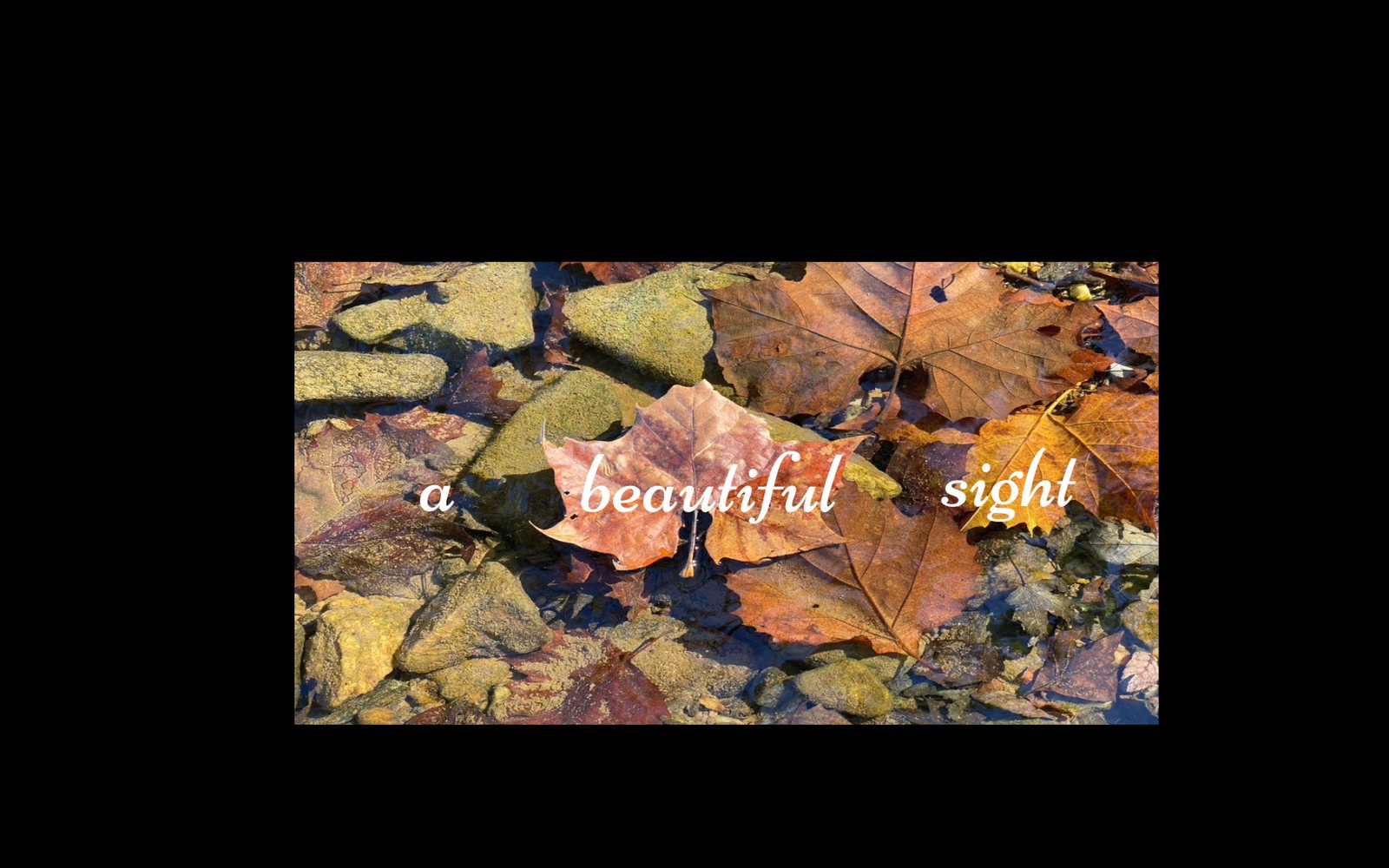 Autumn leaves resting in shallow water with the words 'a beautiful sight'